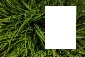 natuur concept. lay-out met structuur een groen blad detailopname. achtergrond met bladeren en wit kader foto