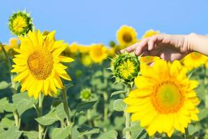 zonnebloem met een hand- bereiken vooruit naar tintje het in een conceptuele beeld van natuur, landbouw en natuurlijk schoonheid. foto