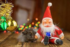 pluizig hamster met de kerstman claus Aan mooi bokeh achtergrond foto