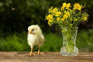 schattig geel kuiken poseren in grappig Aan een natuurlijk groen achtergrond , een boeket van bloemen voorjaar zonnig dag foto