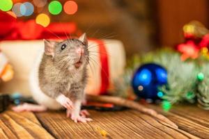 portret van een Rat met een geschenk Aan een nieuw jaar achtergrond met bokeh foto