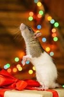 portret van een Rat met een geschenk Aan een nieuw jaar achtergrond met bokeh foto