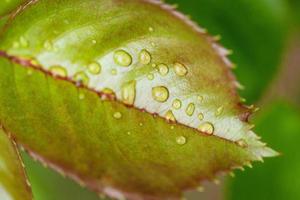 groen blad met water druppels zacht focus foto