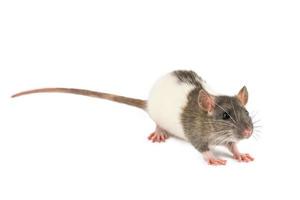 portret van een huisdier Rat Aan een wit achtergrond is geïsoleerd foto