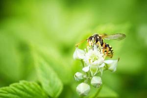 een wesp zit Aan een framboos bloem foto