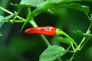 rood Chili fruit groenten in de tuin foto