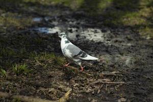 duiven Aan de straat. vogelstand wandelen Aan water. foto