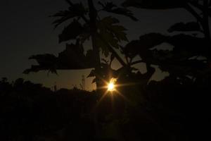 zon in struikgewas. zonsondergang in natuur. silhouetten van planten. foto