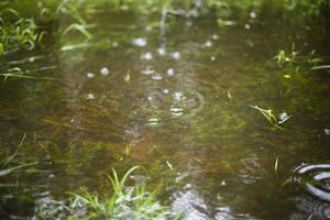 water in de lente. plas in park. details van natuur. structuur van water. foto