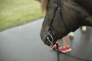 paarden gezicht. dier Aan straat. bruin paard. foto