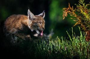 Euraziatische lynx in bos