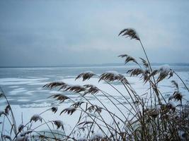 winter landschap met met sneeuw bedekt planten in de buurt een bevroren meer. sneeuw achtergrond in een neutrale palet foto