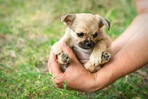 weinig puppy zittend in de armen foto