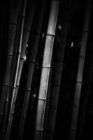 zwart-wit beeld van bamboebos