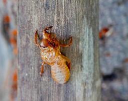 cicade shell op boom