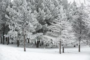 sneeuw bedekte bomen foto