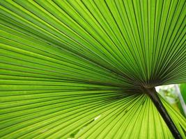mooie palm blad achtergrond foto