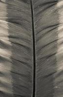 close-up blad van gigantische alocasia of gigantische taro foto
