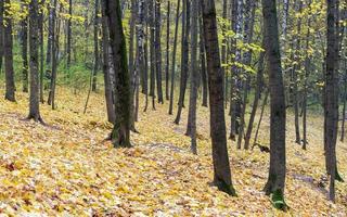 herfst esdoorn bladeren liggen in het bos. focus op voorgrond. foto