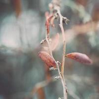 natte plant takken in winter woud - retro vintage effect foto