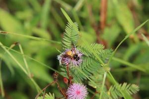 reusachtig honing bij Aan een bloem foto