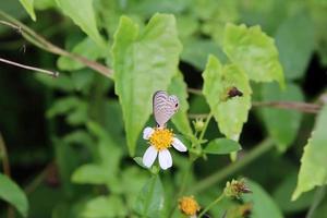 gemeenschappelijk hemelsblauw vlinder Aan een bloem foto