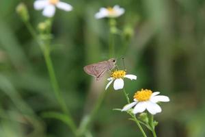 formosaans snel vlinder Aan een bloem foto