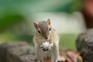 mooi eekhoorn aan het eten voedingsmiddelen dichtbij omhoog afbeelding foto