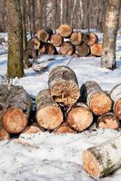 stapels van brandhout in voorjaar Woud foto