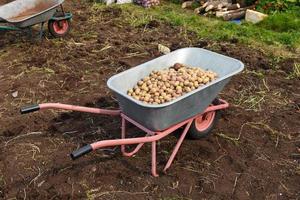 tuin kruiwagen met een Bijsnijden van aardappelen in de tuin. foto