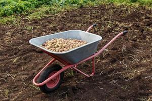 vers aardappelen in een kruiwagen. oogsten aardappelen in herfst. foto