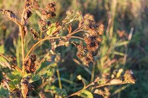 droog klit bloem. groter klit. arctium lappa foto