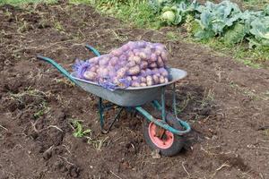 tuin kruiwagen staand met zakken van aardappelen in de veld. oogsten aardappelen. foto