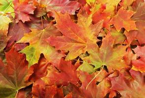 achtergrond van herfst bladeren foto
