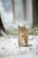 Euraziatische lynxwelp die zich in de winter kleurrijk bos met sneeuw bevindt