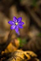 blauwe takje levermos bloem (hepatica nobilis)