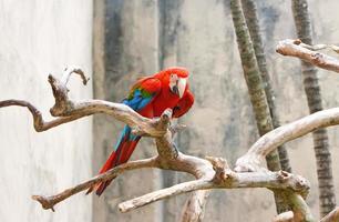 felrode ara papegaai, zittend op een tak. foto