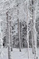 prachtige met sneeuw bedekte bomen foto