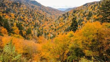 levendige kleuren van de herfst in Smokies, Tennessee