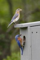 paar oostelijke bluebirds bij nestkast foto
