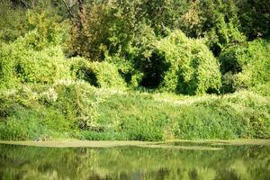 groen Woud en rivier- foto