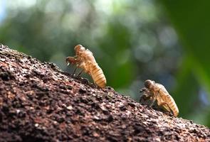 twee cicade rui op tak van boom foto