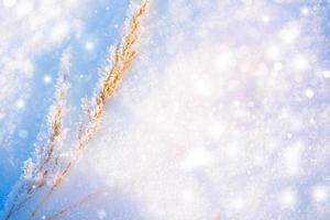 wazig bevroren gras. winter abstracte achtergrond. landschap. foto