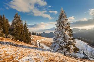 prachtige winterlandschap met besneeuwde bomen