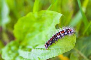 groen schattig klein rups- Aan fabriek in duitsland. foto