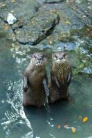 twee staand Otter foto