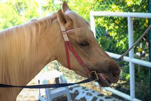 paard rijden Bij toerist attracties foto