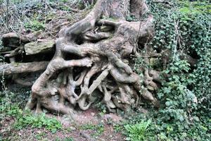 een visie van de shropshire platteland Bij grinshill foto