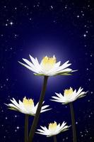 lotus wit nacht lucht achtergrond foto