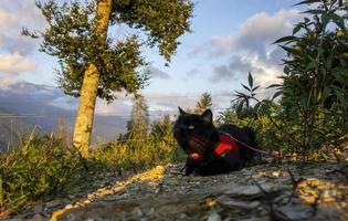 zwart kat in rood harnas wandelingen in de avond in de hooglanden foto